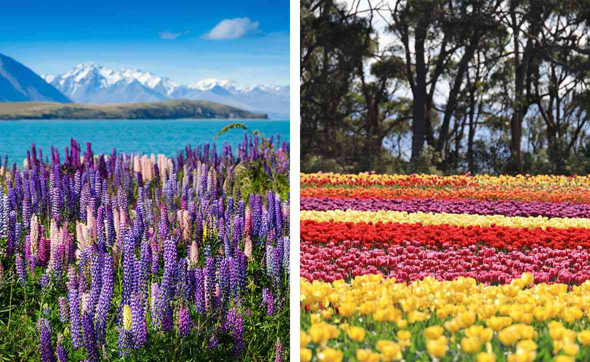 Aoraki/Mount Cook National Park, New Zealand | Table Cap Tulip Farm, Tasmania