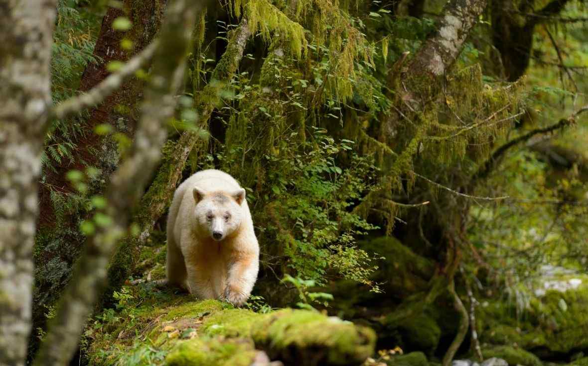 Spirit Bear