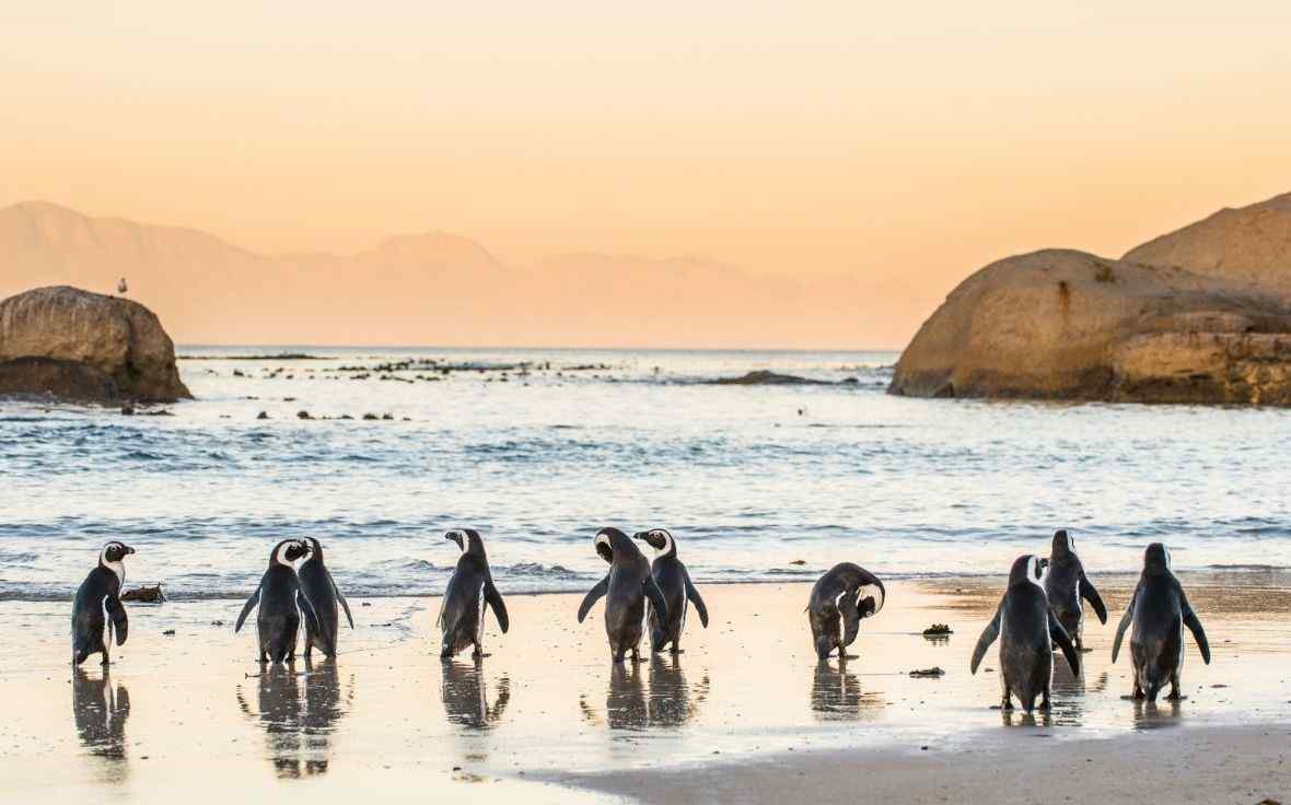 African Penguins South Africa