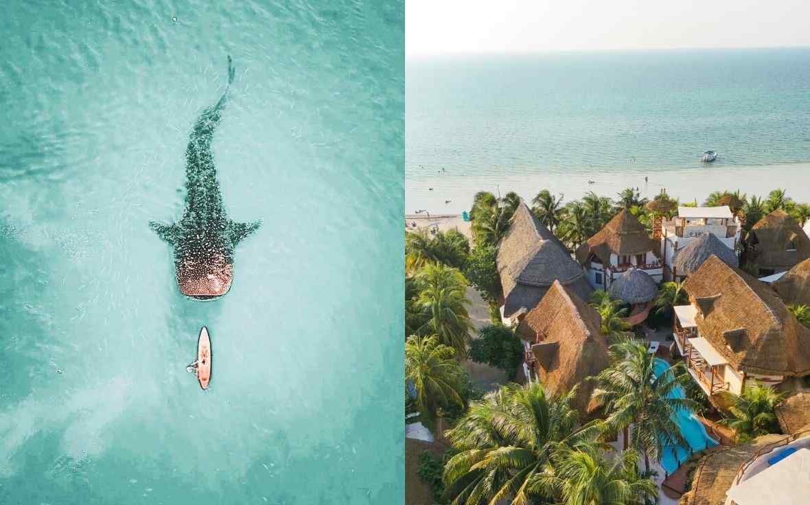 Whale Shark & Casa Las Tortugas