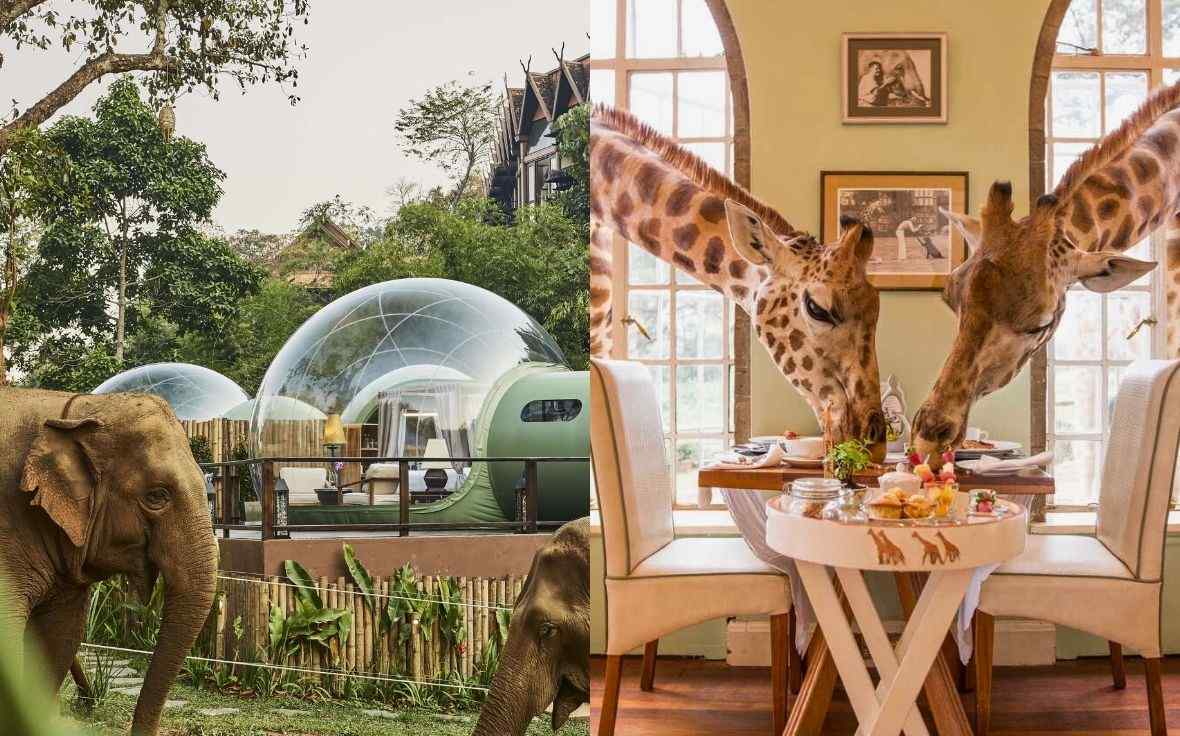 Elephants and Giraffes