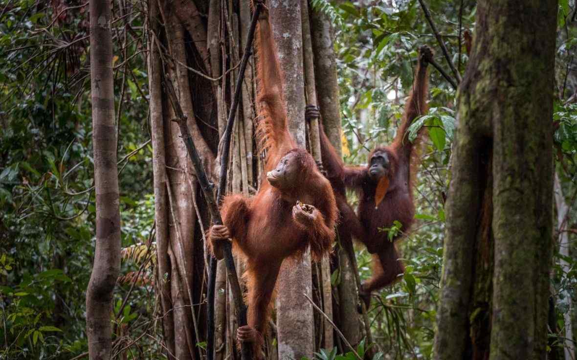 Orangutans