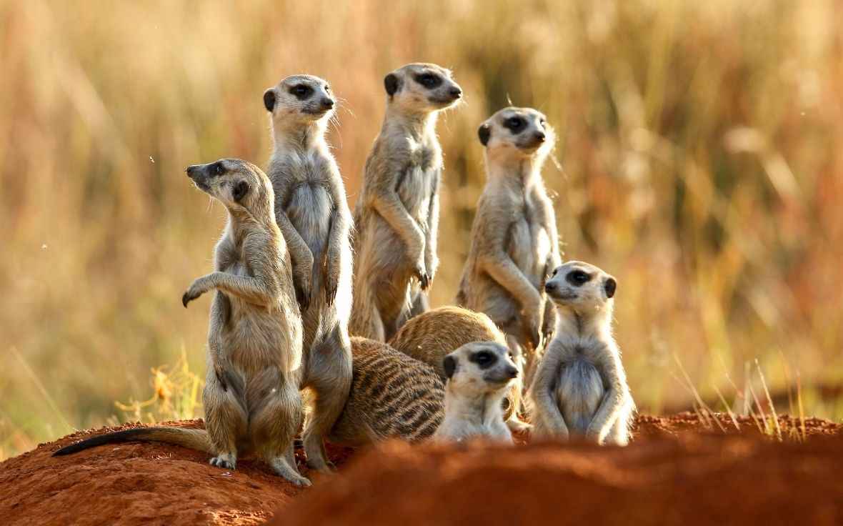 Meerkats