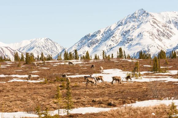 Caribou - Alaska