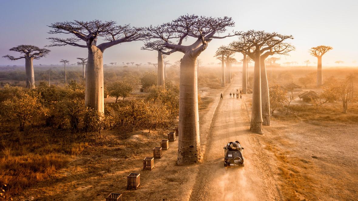 Avenue of the Baobabs, Madagascar