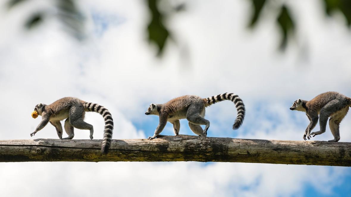 Lemurs