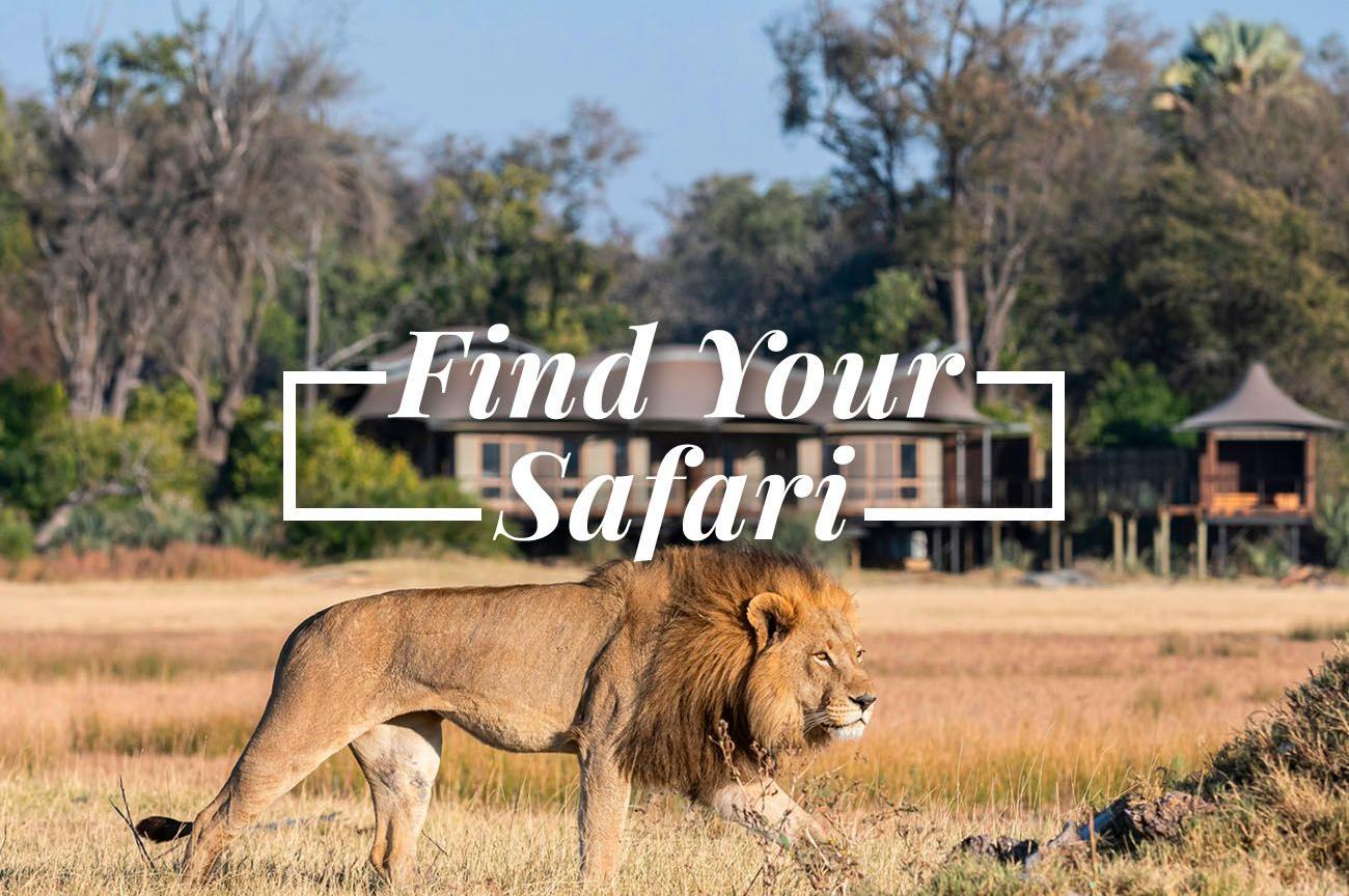 Find Your Safari